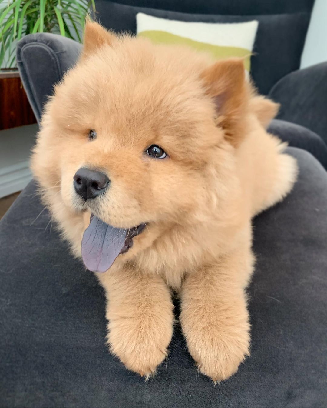 BEAR (8)