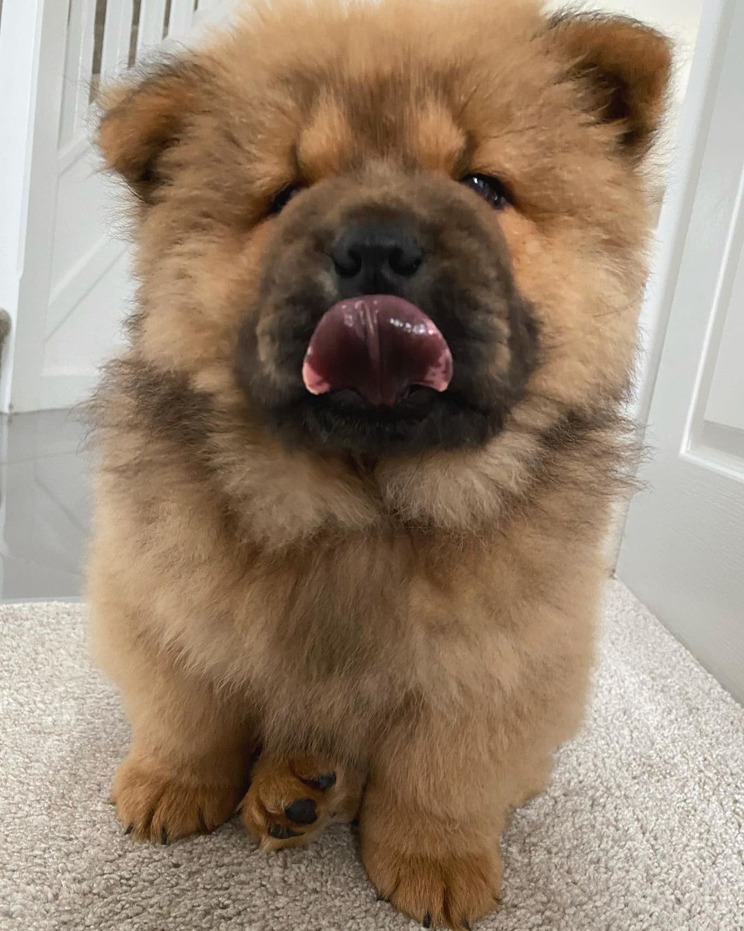 SIMBA (2)