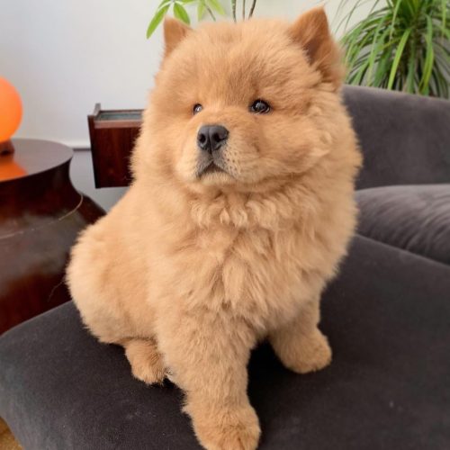 BEAR (6)
